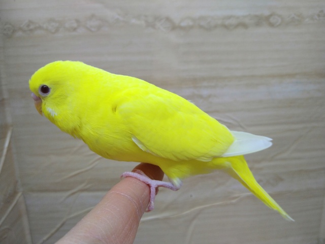 鮮やかな黄色セキセイインコ「キミちゃん」いますよ〜