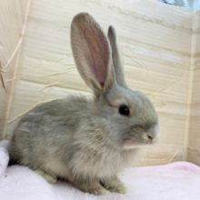 大きくなるぞー！フレミッシュジャイアント男の子きました〜