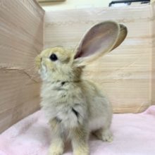 大きくなるぞー！フレミッシュジャイアント女の子来ました～