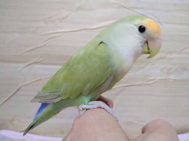 ブランコ大好き！小桜インコの「ピスちゃん」いますよ〜