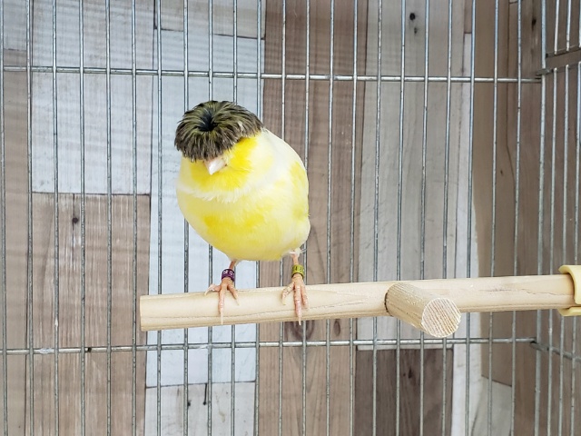 頭やばめだよ、グロスターカナリア。