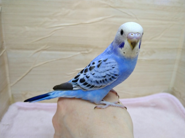 かなり美形さんです！セキセイインコの「ソラちゃん」のいますよ〜