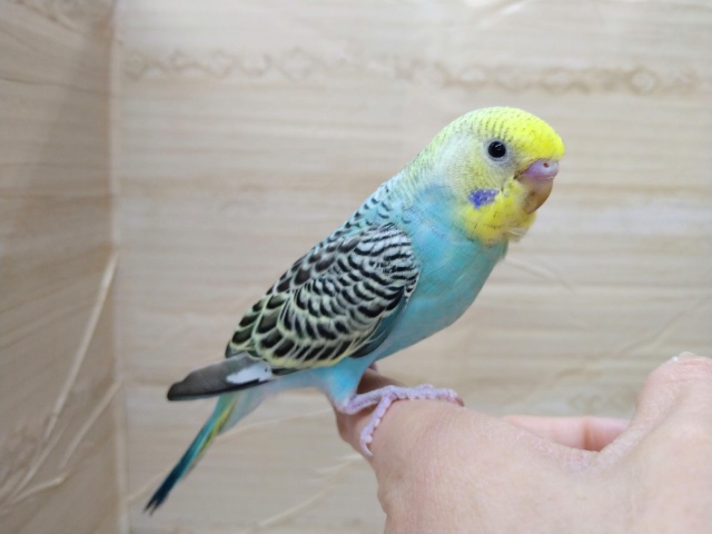美カラーです！セキセイインコの「パインちゃん」いますよ〜