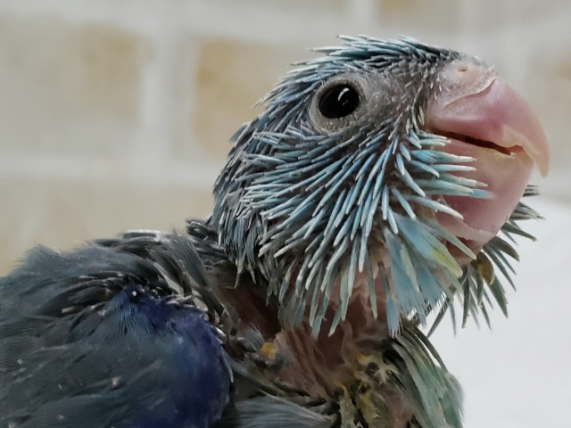 マメルリハブルーオス入荷しました！