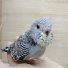 黒っぽいシックなカラーのジャンボセキセイさん、来ましたよ〜