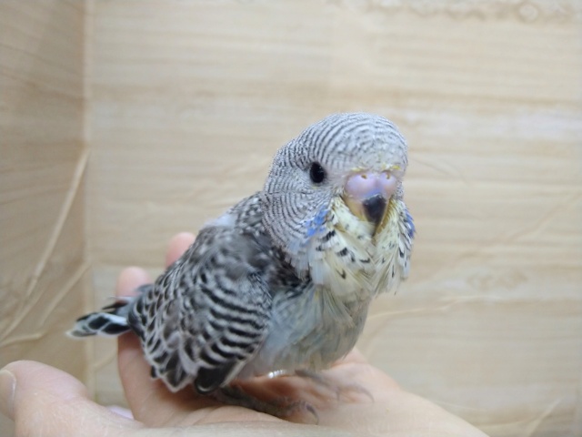 黒っぽいシックなカラーのジャンボセキセイさん、来ましたよ〜