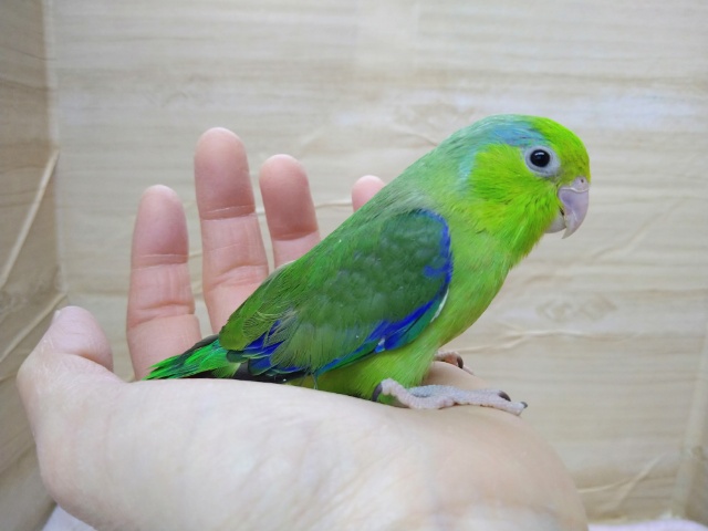 緑が鮮やか！マメルリハの男の子「マメちゃん」来ましたよ〜