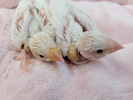 人気の白文鳥さん来ました☆１／２７撮影