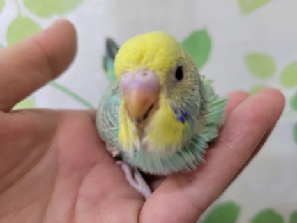 将来どんなカラーになるかな？成長の楽しみなレインボーセキセイさん☆１／２７撮影