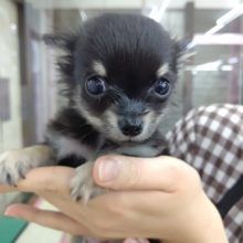 ちびちび～♡ロングコートチワワ(ブラック&タン) 男の子♪