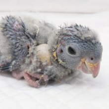 サファイアブルー🔷 サザナミインコ(コバルトブルー)