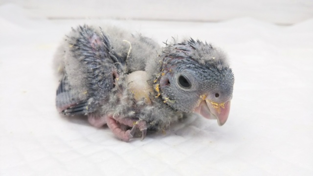 サファイアブルー🔷 サザナミインコ(コバルトブルー)