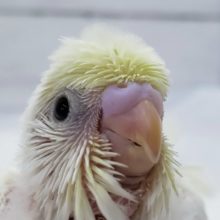 優しい色合いのクリーム羽衣セキセイ