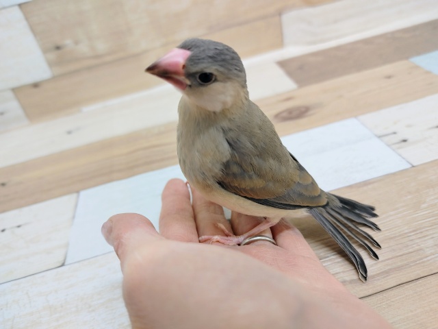 最新画像更新！！！人気者の登場★桜文鳥ヒナ！