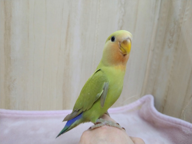 最新動画・画像あり！優しいカラーの小桜インコ「イグちゃん」いますよ〜