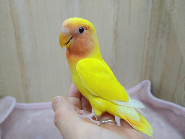 最新動画・画像あり！鮮やかな黄色と赤の小桜「ルチちゃん」いますよ〜