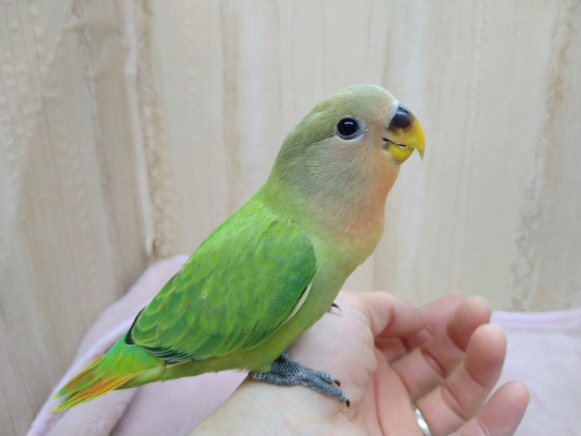 最新動画・画像あり！明るいグリーンが鮮やかです！小桜インコ「ベジちゃん」いますよ〜