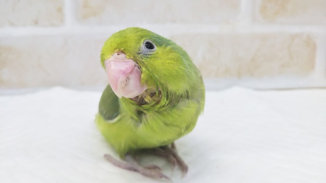 最新画像！ お久しぶりのグリーン🍏 マメルリハインコ(ノーマル)