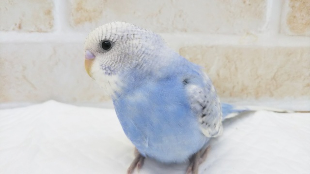 最新画像！ 人気のスカイブルー💙 セキセイインコ(スパングル)