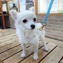 最新！お散歩練習中！ロングコートチワワ 男の子♪