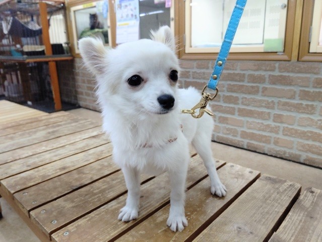 最新！お散歩練習中！ロングコートチワワ 男の子♪