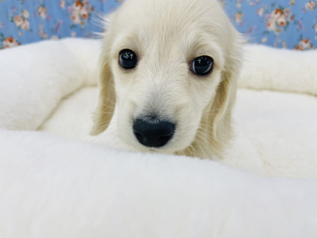 止まらないご飯くれぇ〜！ミニチュアダックスくん(イエロー)