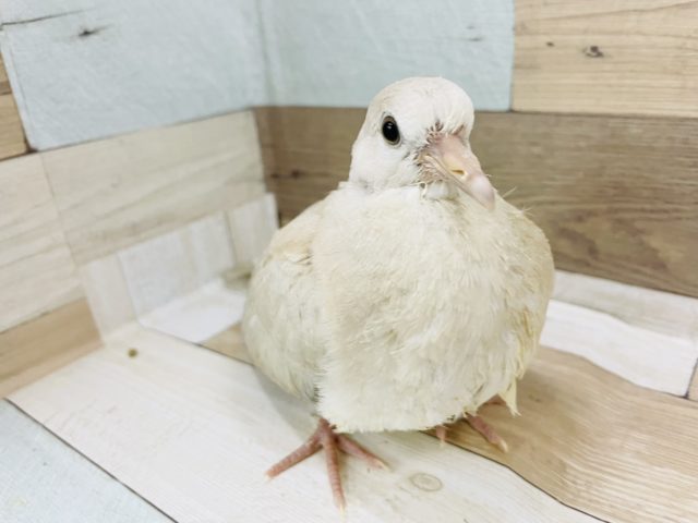 二和店で密かに大人気なんです★ジュズカケバト！