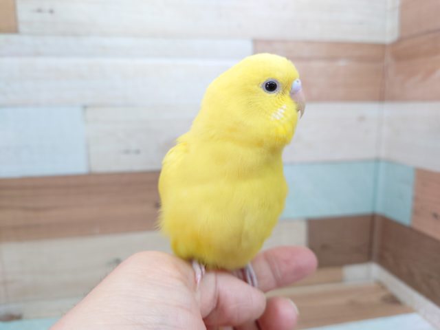 最新画像になります☆　綺麗な黄色のコ！！ セキセイインコ ダブルファクター！