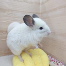 しっぽのグレーがポイント♪♪　ほか、まっ白さん☆　チンチラ　パイドです！