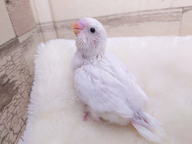 ほわぁ～っとした感じ？　セキセイインコ　ダブルファクターホワイト☆