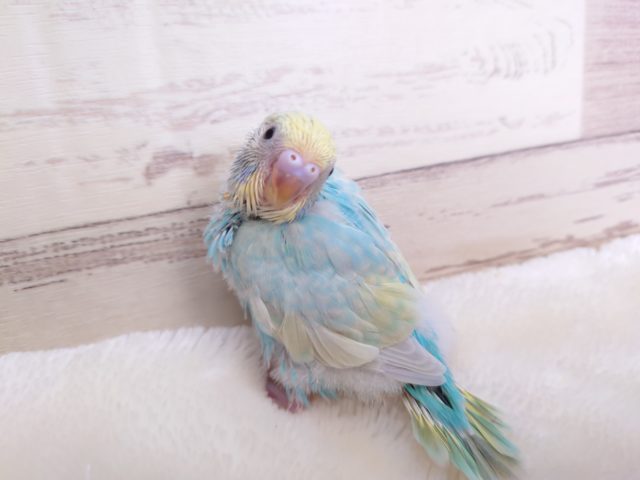 どうもどうもっ♪爽やかセキセイインコ　パステルカラーレインボー☆☆
