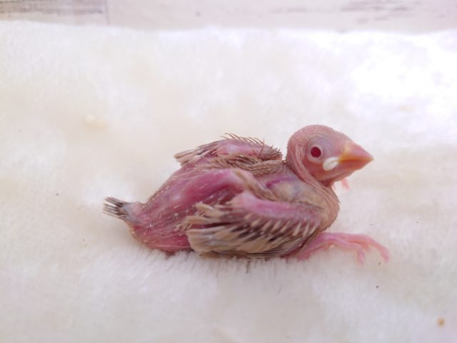 透明感ある赤い瞳☆　無表情がツボっ　シナモン文鳥～～