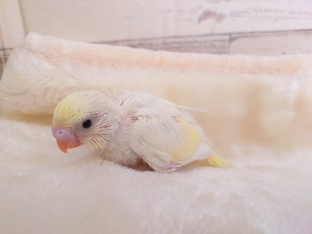 わたわたな感じが赤ちゃんらしいねっ　セキセイインコ　クリーム　2022　１月１９日
