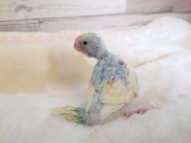 ｷﾚｲ好き？？セキセイインコ　パステルレインボーパイド　2022　１月２０日