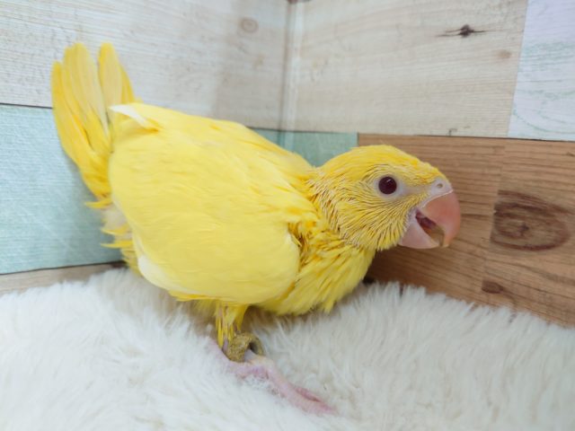 いやぁ～～　お久しぶりです♪　ワカケホンセイインコ（ツキノワインコ）　ルチノーです☆