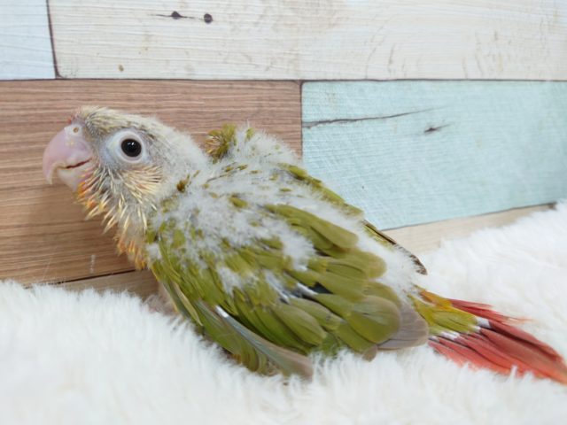 ちょっとたれ目ちゃん？？　愛嬌たっぷりーー　ホオミドリウロコインコ　パイナップル～～