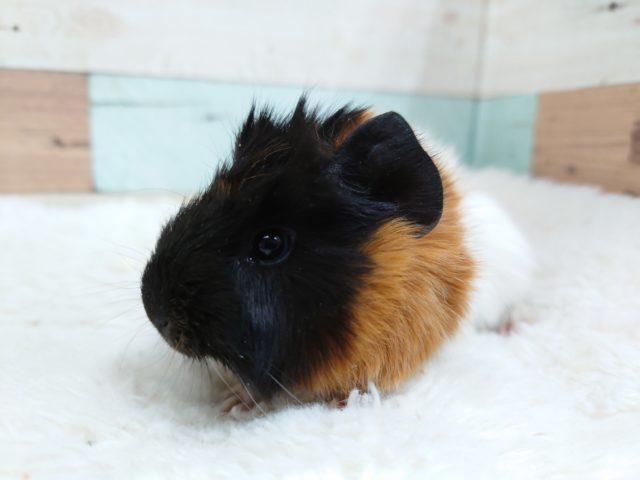 まだまだーーー手の平サイズのモルちゃん☆　アビシニアンモルモットですっ♪