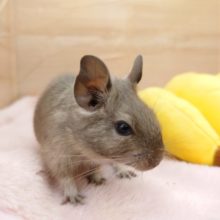 おっとりーマイペース♫　ブルーデグーでｺﾞｻﾞｲﾏｽーーー☆