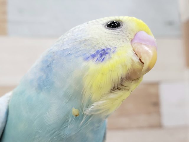 スタッフ一押しのセキセイインコパステルレインボーパイド