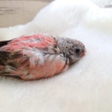 久しぶりの入荷です☆　ピンクカラーのインコ！　ローズアキクサインコ　2022　１月２７日