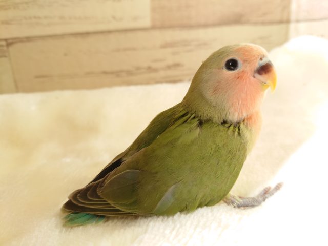 一途なコ☆　コザクラインコ　ノーマル　2022　１月27日