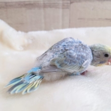 人気上昇中～～　ｷﾚｲねっ☆☆　セキセイインコ　レインボー　2022　１月２７日　