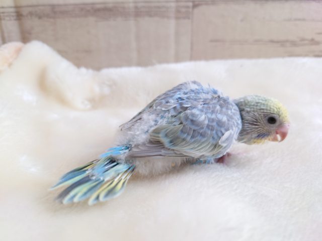 人気上昇中～～　ｷﾚｲねっ☆☆　セキセイインコ　レインボー　2022　１月２７日　