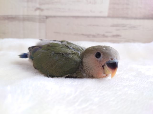 大きくなったら日向ぼっこ、したいんです♪　コザクラインコ　オリーブ　2022　１月２７日