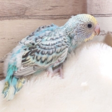 ちょいと不思議カラー　セキセイインコ　パステル系　2022　１月２７日