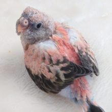 モモイロのおまんじゅうのようです☆　ローズアキクサインコ～～