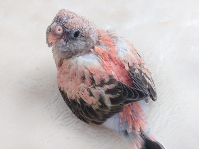 モモイロのおまんじゅうのようです☆　ローズアキクサインコ～～