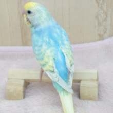 最新画像になります☆　大人気！パステルカラーのセキセイさんいますよ〜