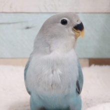最新画像になります☆　チャームポイントはとびきりのスマイル！コザクラインコ ブルーオパーリン