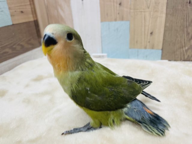 最新画像有り☆抹茶のようなお色です☆コザクラインコのオリーブカラー！